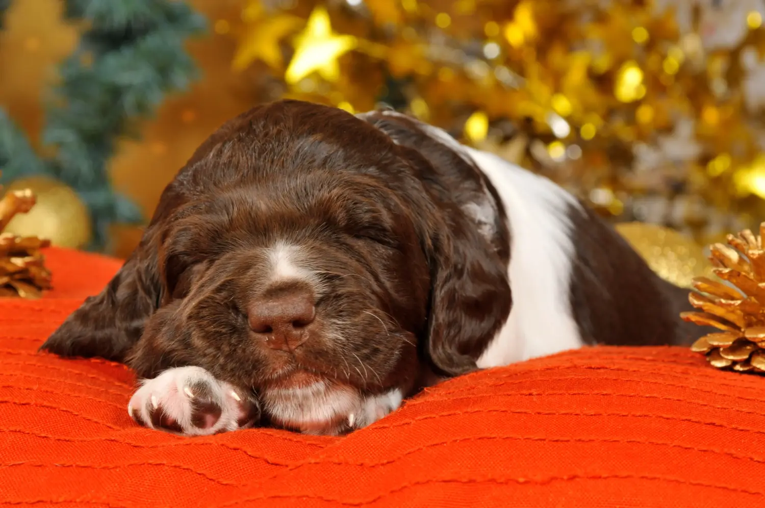 Buying a Kleiner Münsterländer puppy means taking responsibility! Buy small Münsterländer puppies.