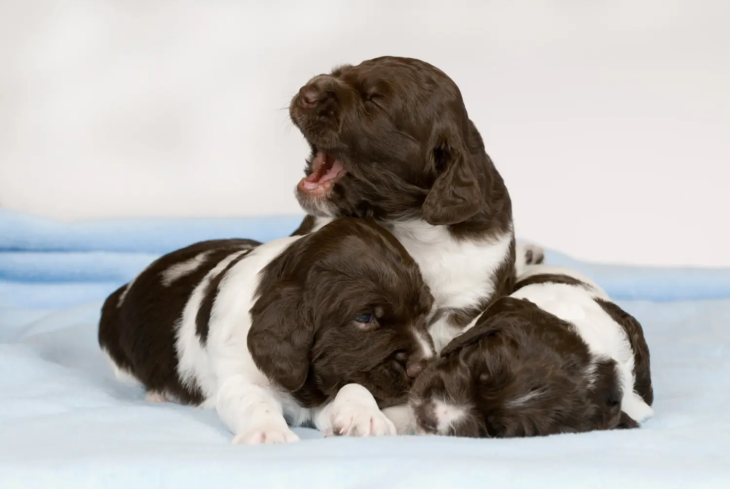 Buying a Kleiner Münsterländer puppy means taking responsibility! Buy small Münsterländer puppies.