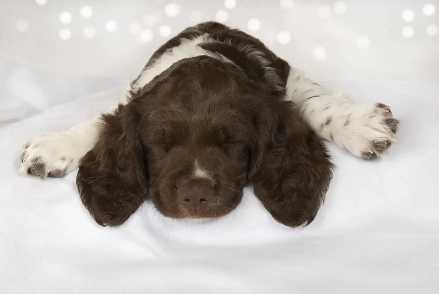 Buying a Kleiner Münsterländer puppy means taking responsibility! Buy small Münsterländer puppies.