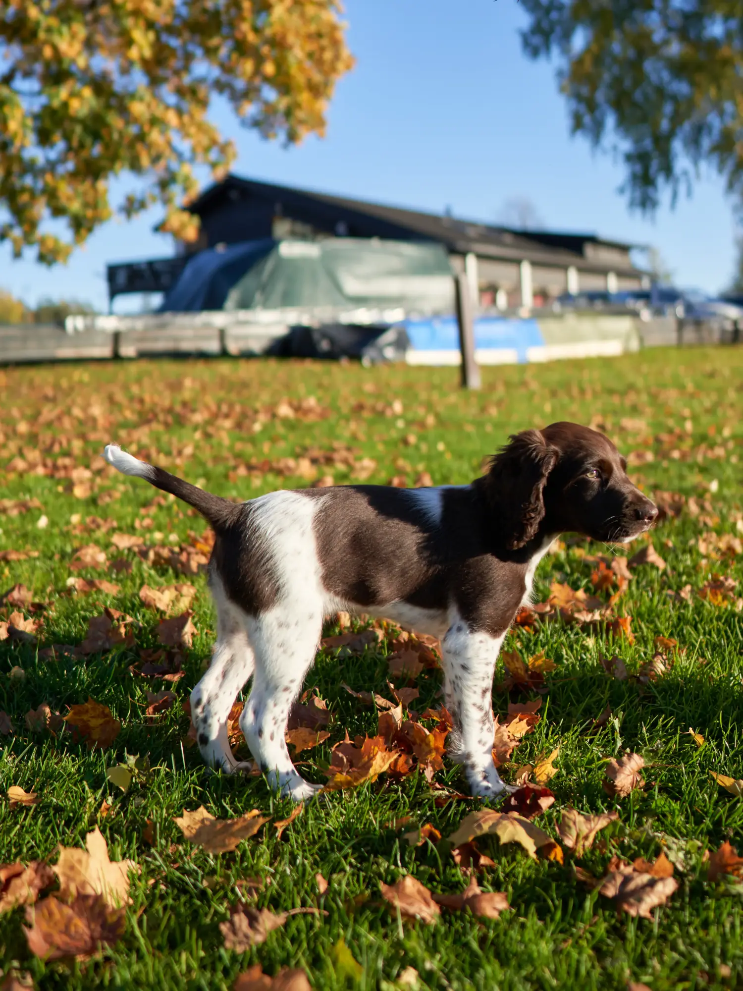 Buying a Kleiner Münsterländer puppy means taking responsibility! Buy small Münsterländer puppies.