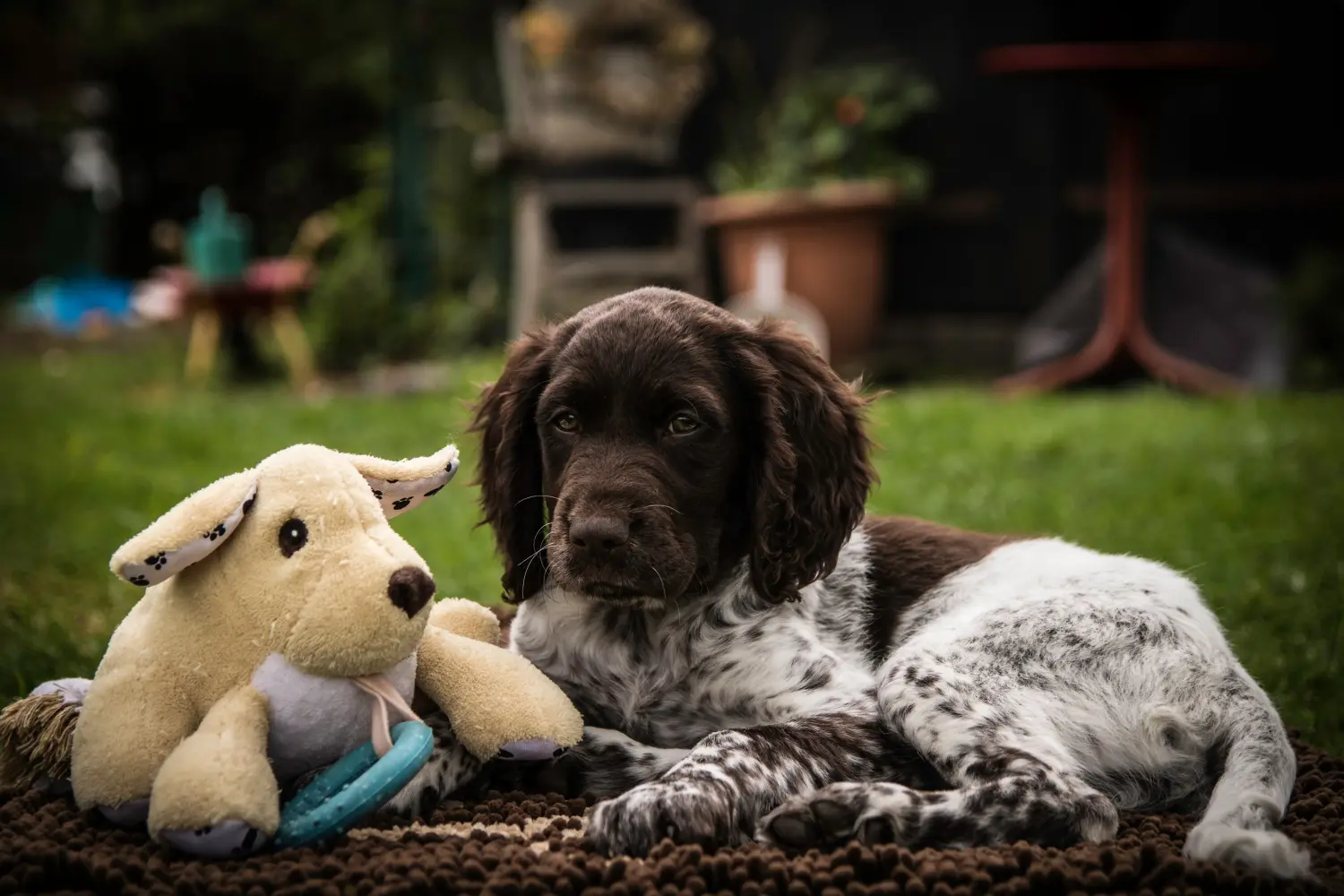 Buying a Kleiner Münsterländer puppy means taking responsibility! Buy small Münsterländer puppies.