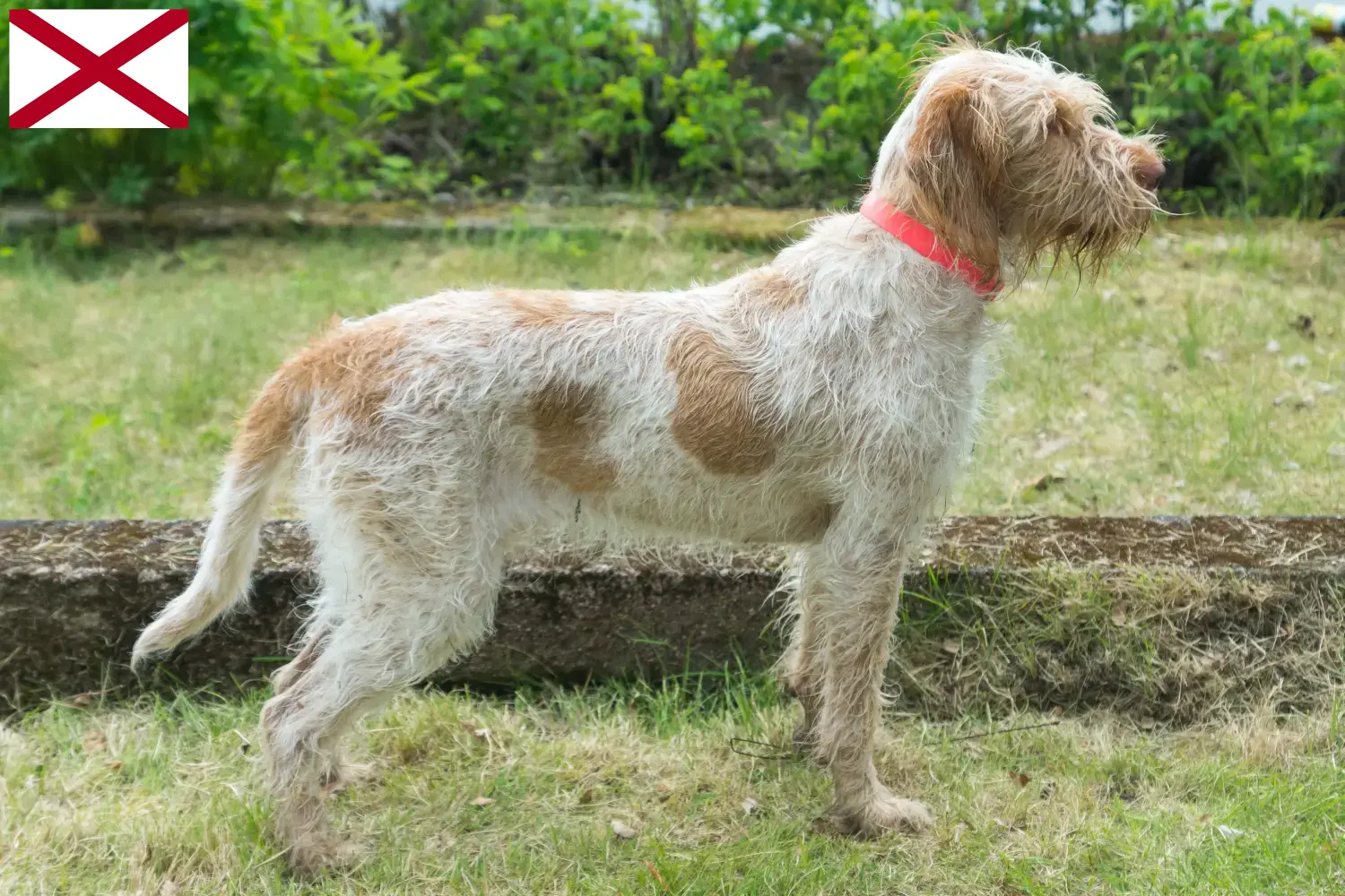 Spinone Italiano puppies and breeders Alabama Here you can find Spinone Italianos breeders in Alabama.