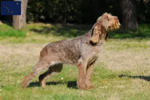 Read more about the article Spinone Italiano breeders and puppies in Alaska