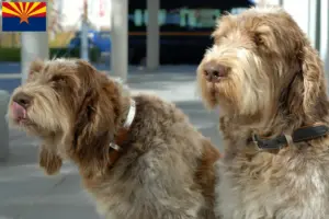 Read more about the article Spinone Italiano breeders and puppies in Arizona