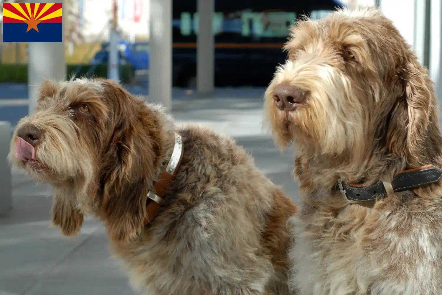 Spinone Italiano puppies and breeders Arizona Here you can find Spinone Italianos breeders in Arizona.