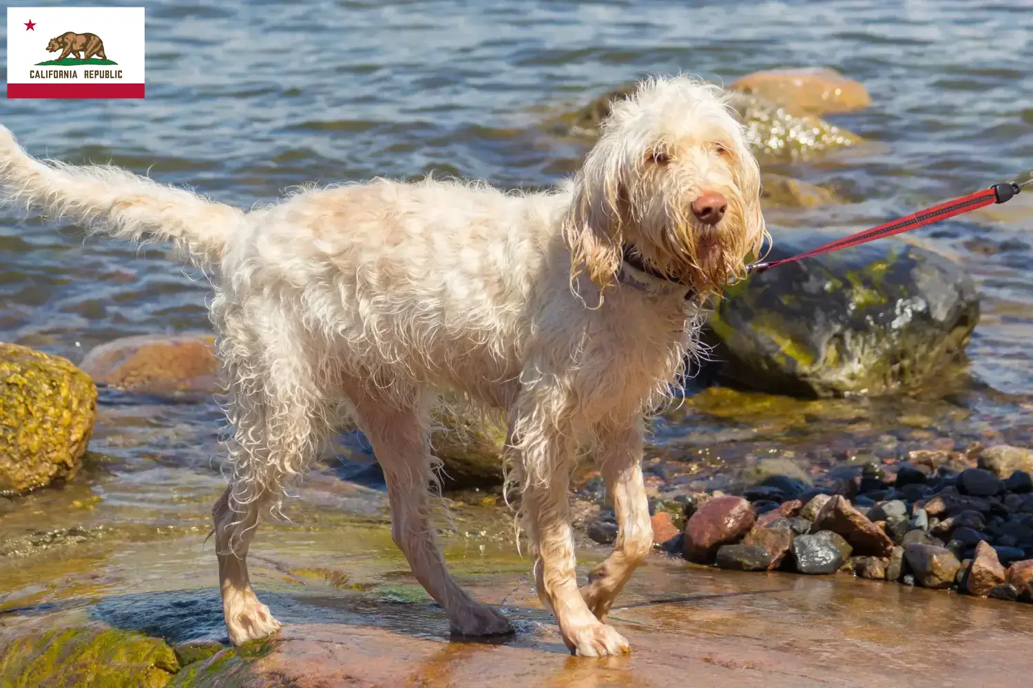 Read more about the article Spinone Italiano breeders and puppies in California