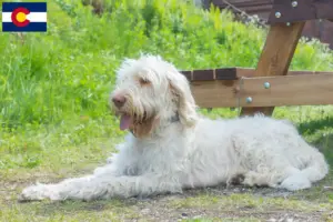 Read more about the article Spinone Italiano breeders and puppies in Colorado