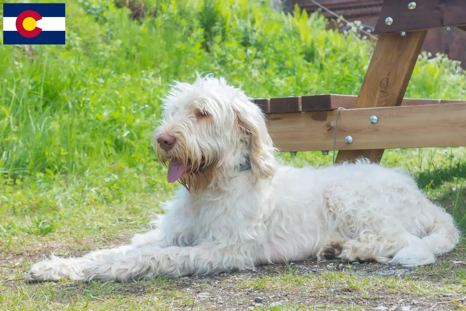 Read more about the article Spinone Italiano breeders and puppies in Colorado