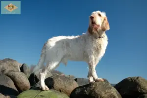 Read more about the article Spinone Italiano breeders and puppies in Delaware