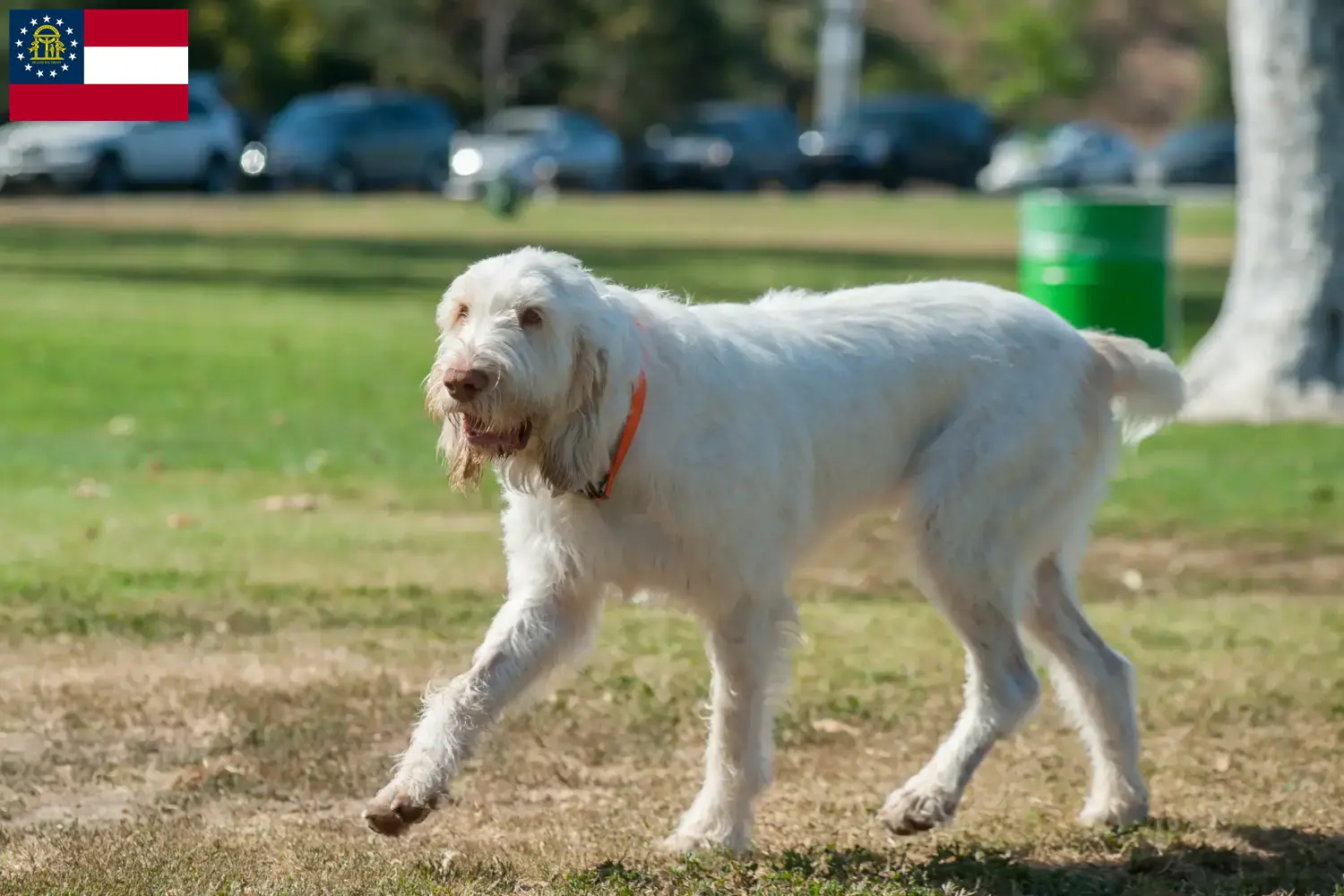 Read more about the article Spinone Italiano breeders and puppies in Georgia