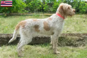 Read more about the article Spinone Italiano breeders and puppies in Hawaii