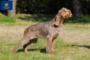 Read more about the article Spinone Italiano breeders and puppies in Idaho