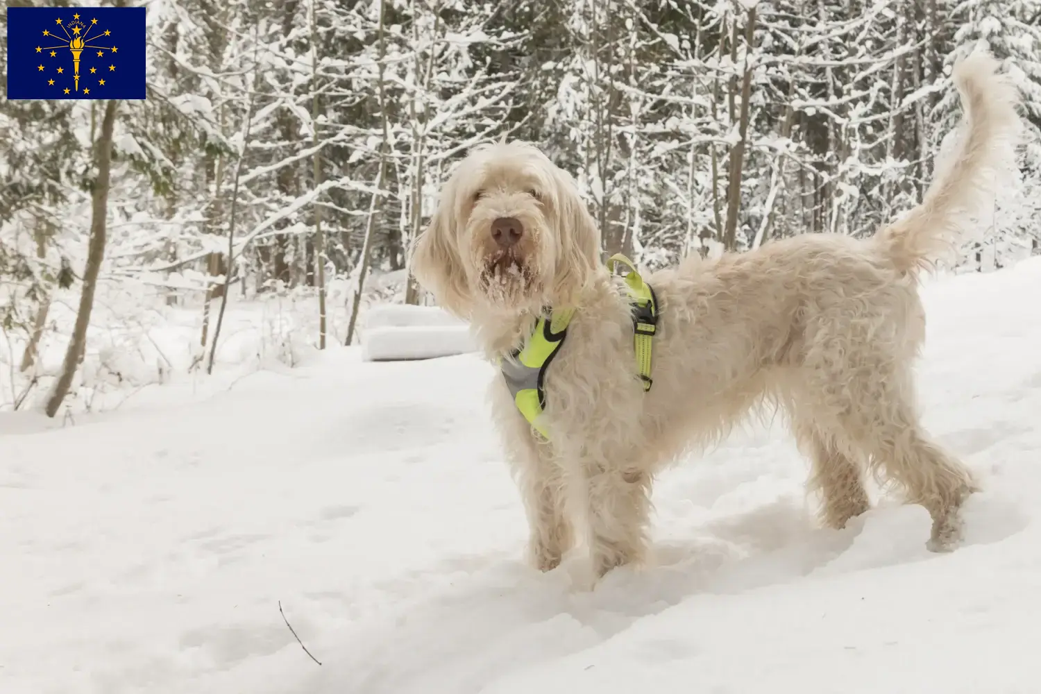 Spinone Italiano puppies and breeders Indiana Here you can find Spinone Italianos breeders in Indiana.