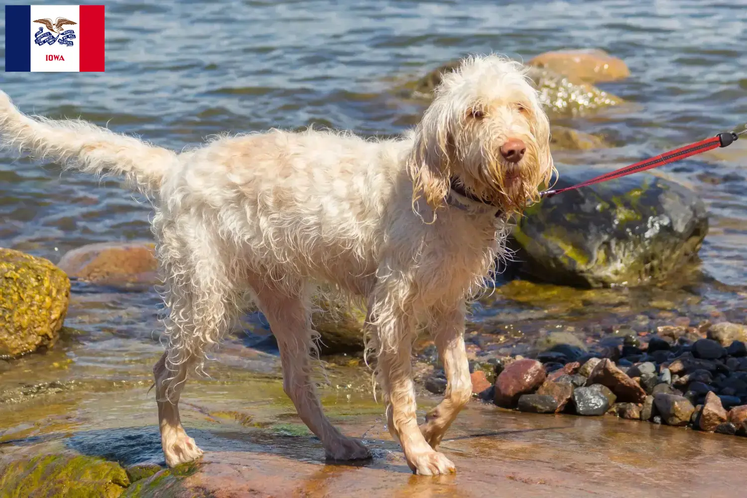 Spinone Italiano puppies and breeders Iowa Find Spinone Italianos breeders in Iowa.