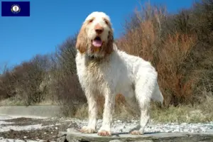 Read more about the article Spinone Italiano breeders and puppies in Kentucky