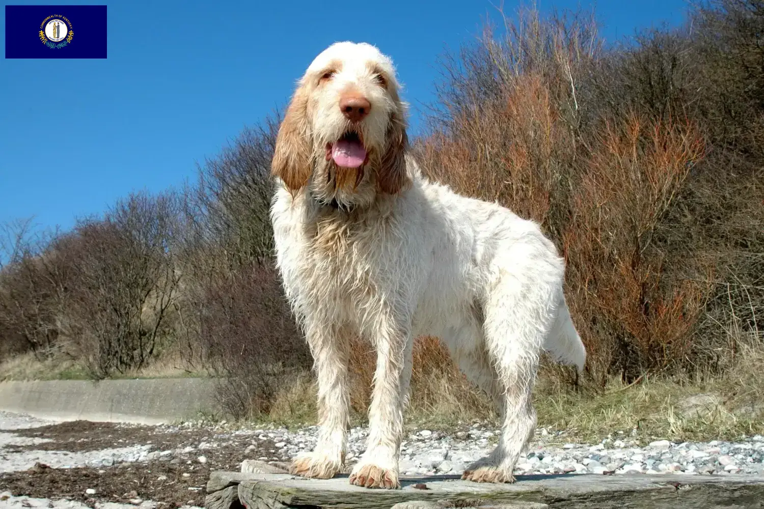 Spinone Italiano puppies and breeders Kentucky Here you can find Spinone Italianos breeders in Kentucky.