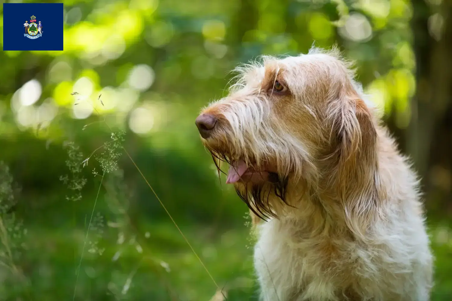 Spinone Italiano puppies and breeders Maine Find Spinone Italianos breeders in Maine.