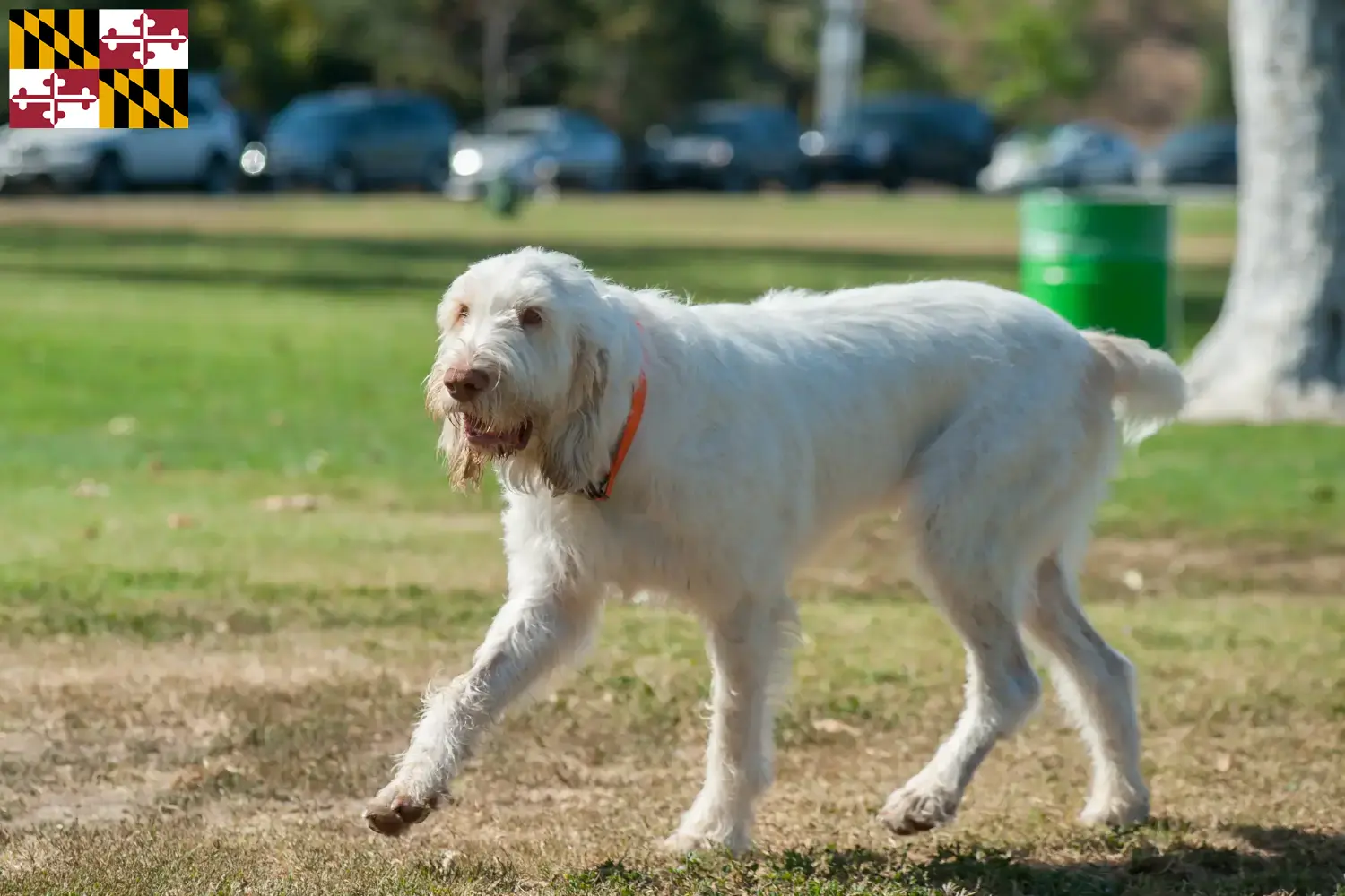 Spinone Italiano puppies and breeders Maryland Find Spinone Italianos breeders in Maryland.