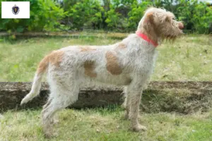 Read more about the article Spinone Italiano breeders and puppies in Massachusetts