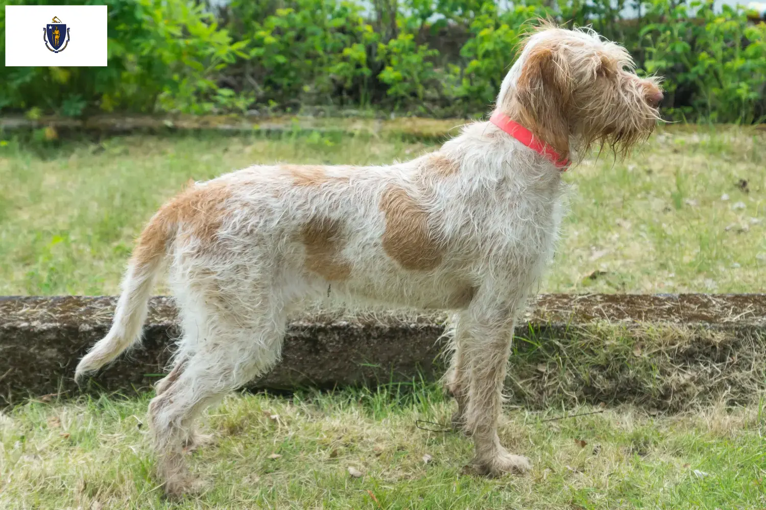 Spinone Italiano puppies and breeders Massachusetts Here you can find Spinone Italianos breeders in Massachusetts.