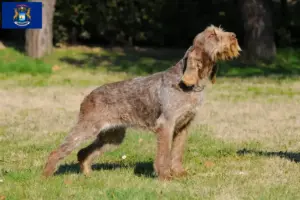 Read more about the article Spinone Italiano breeders and puppies in Michigan