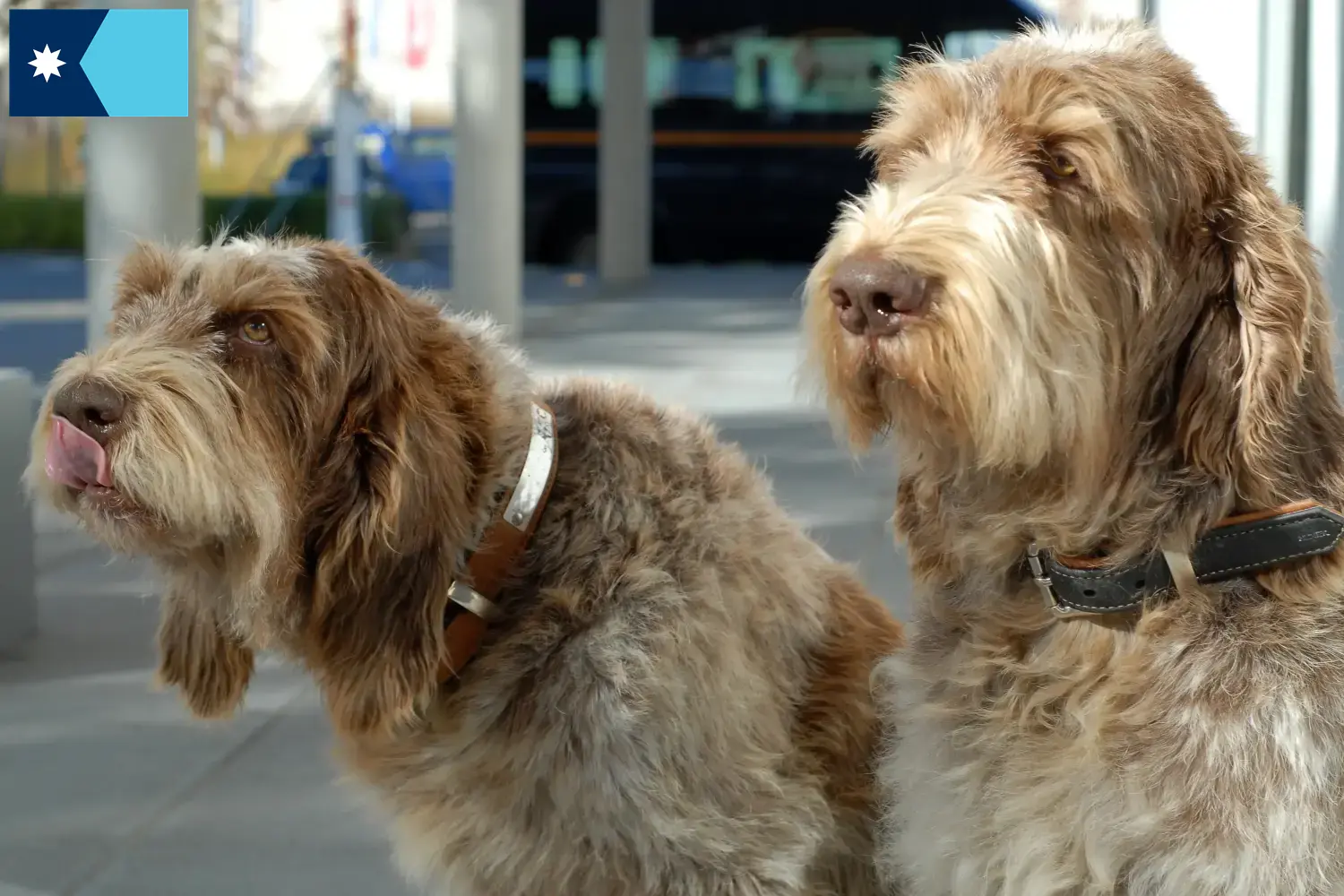Read more about the article Spinone Italiano breeders and puppies in Minnesota