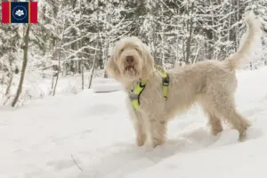 Read more about the article Spinone Italiano breeders and puppies in Mississippi