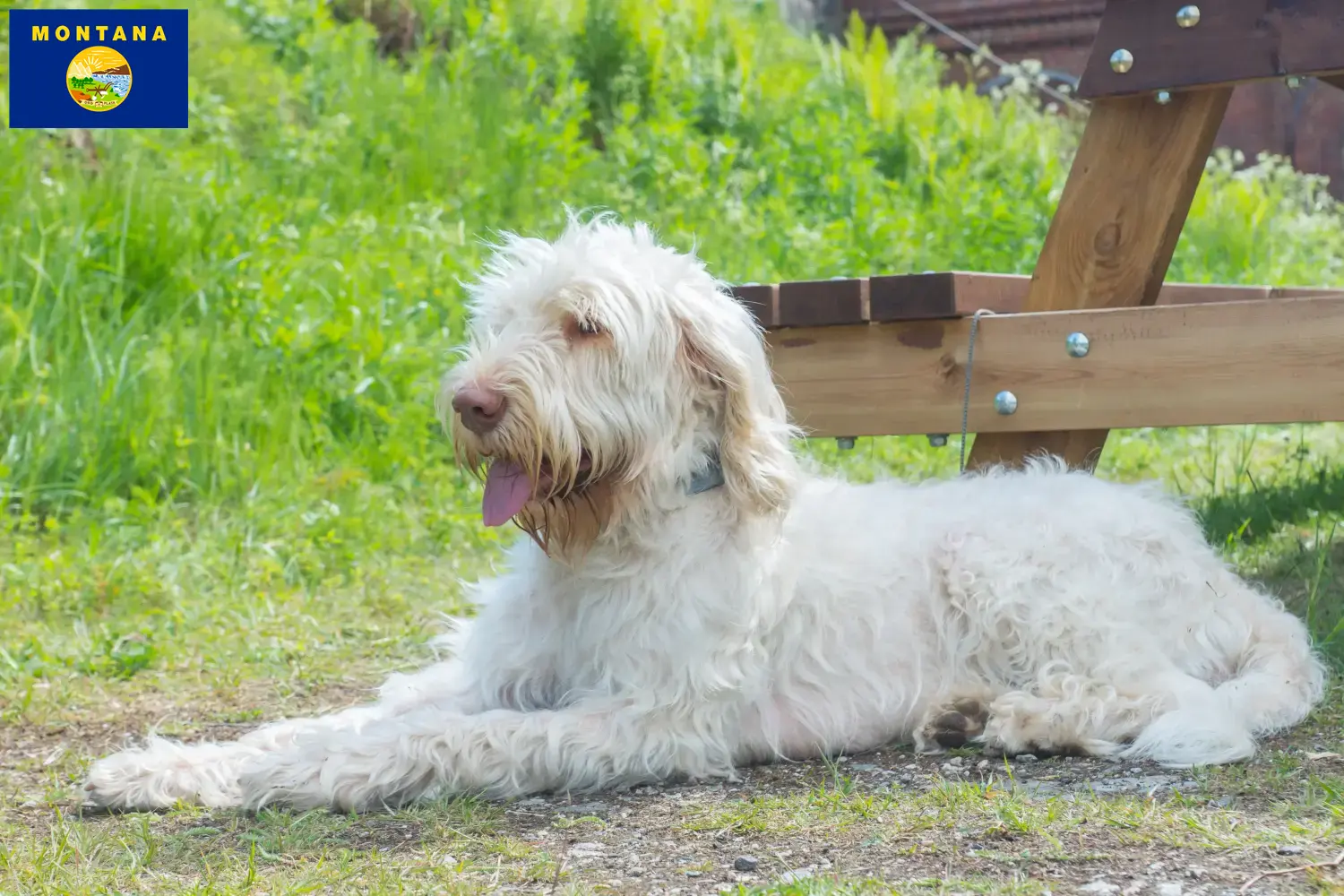 Spinone Italiano puppies and breeders Montana Here you can find Spinone Italianos breeders in Montana.