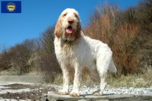 Read more about the article Spinone Italiano breeders and puppies in Nebraska