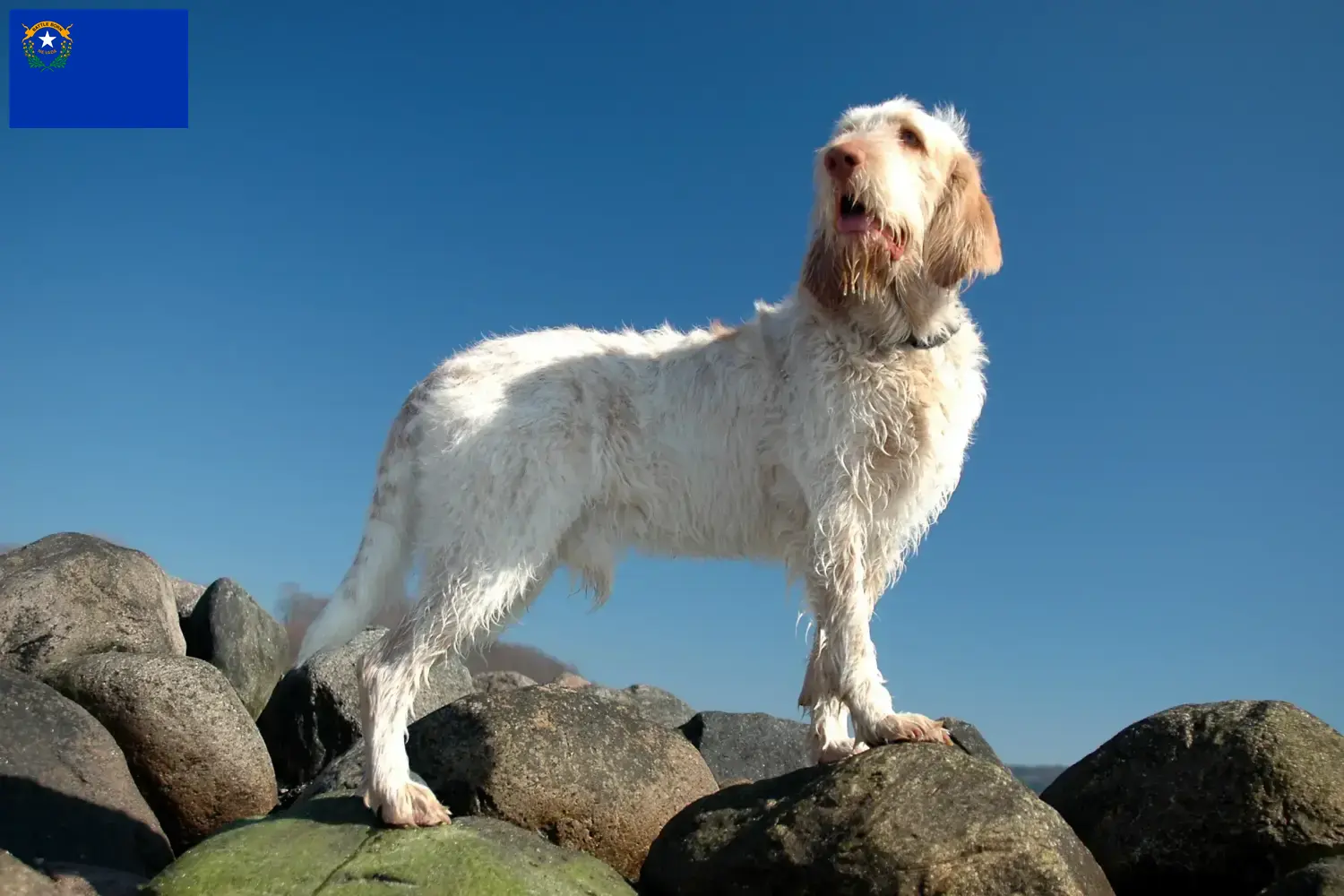 Spinone Italiano puppies and breeders Nevada Here you can find Spinone Italianos breeders in Nevada.