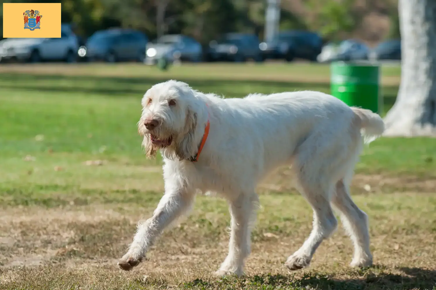 Read more about the article Spinone Italiano breeders and puppies in New Jersey