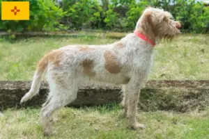 Read more about the article Spinone Italiano breeders and puppies in New Mexico
