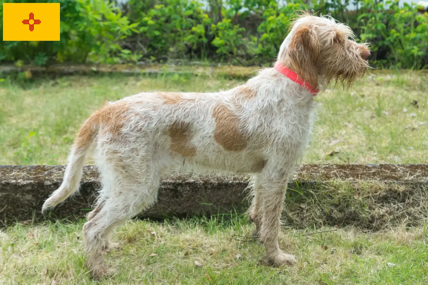 Read more about the article Spinone Italiano breeders and puppies in New Mexico