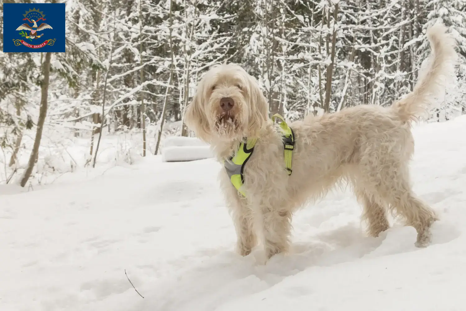 Spinone Italiano puppies and breeders North Dakota Find Spinone Italianos breeders in North Dakota.