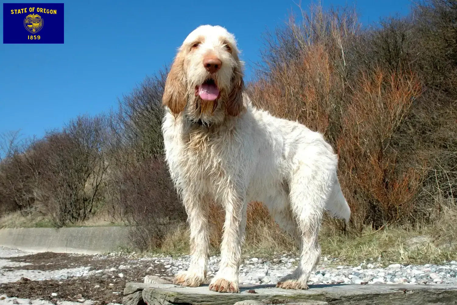 Spinone Italiano puppies and breeders Oregon Here you can find Spinone Italianos breeders in Oregon.