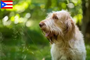 Read more about the article Spinone Italiano breeders and puppies in Puerto Rico