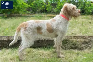 Read more about the article Spinone Italiano breeders and puppies in South Carolina
