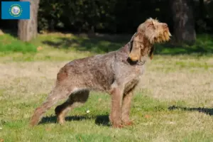 Read more about the article Spinone Italiano breeders and puppies in South Dakota