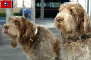 Read more about the article Spinone Italiano breeders and puppies in Tennessee
