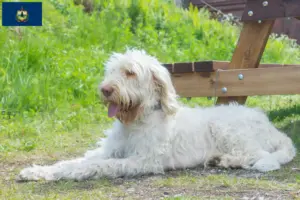 Read more about the article Spinone Italiano breeders and puppies in Vermont