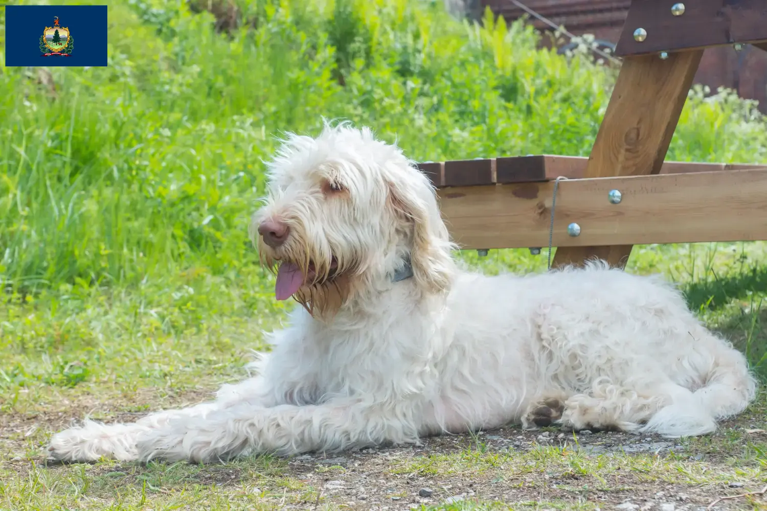 Spinone Italiano puppies and breeders Vermont Find Spinone Italianos breeders in Vermont.