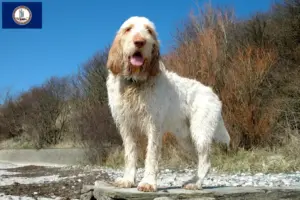 Read more about the article Spinone Italiano breeders and puppies in Virginia