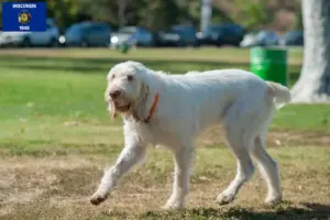 Read more about the article Spinone Italiano breeders and puppies in Wisconsin