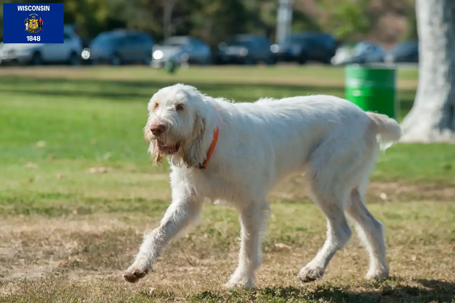 Spinone Italiano puppies and breeders Wisconsin Find Spinone Italianos breeders in Wisconsin.