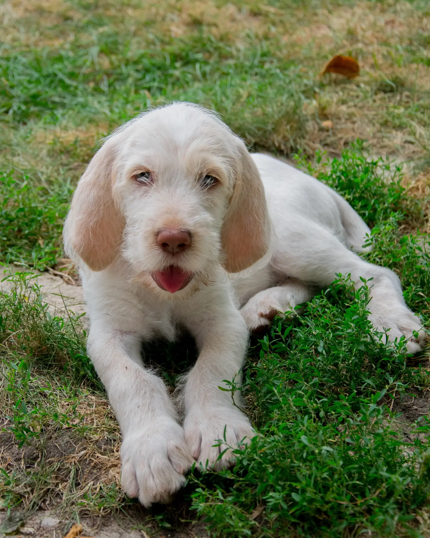 Buying a Spinone Italiano puppy means taking responsibility! Buy Spinone Italiano puppies.