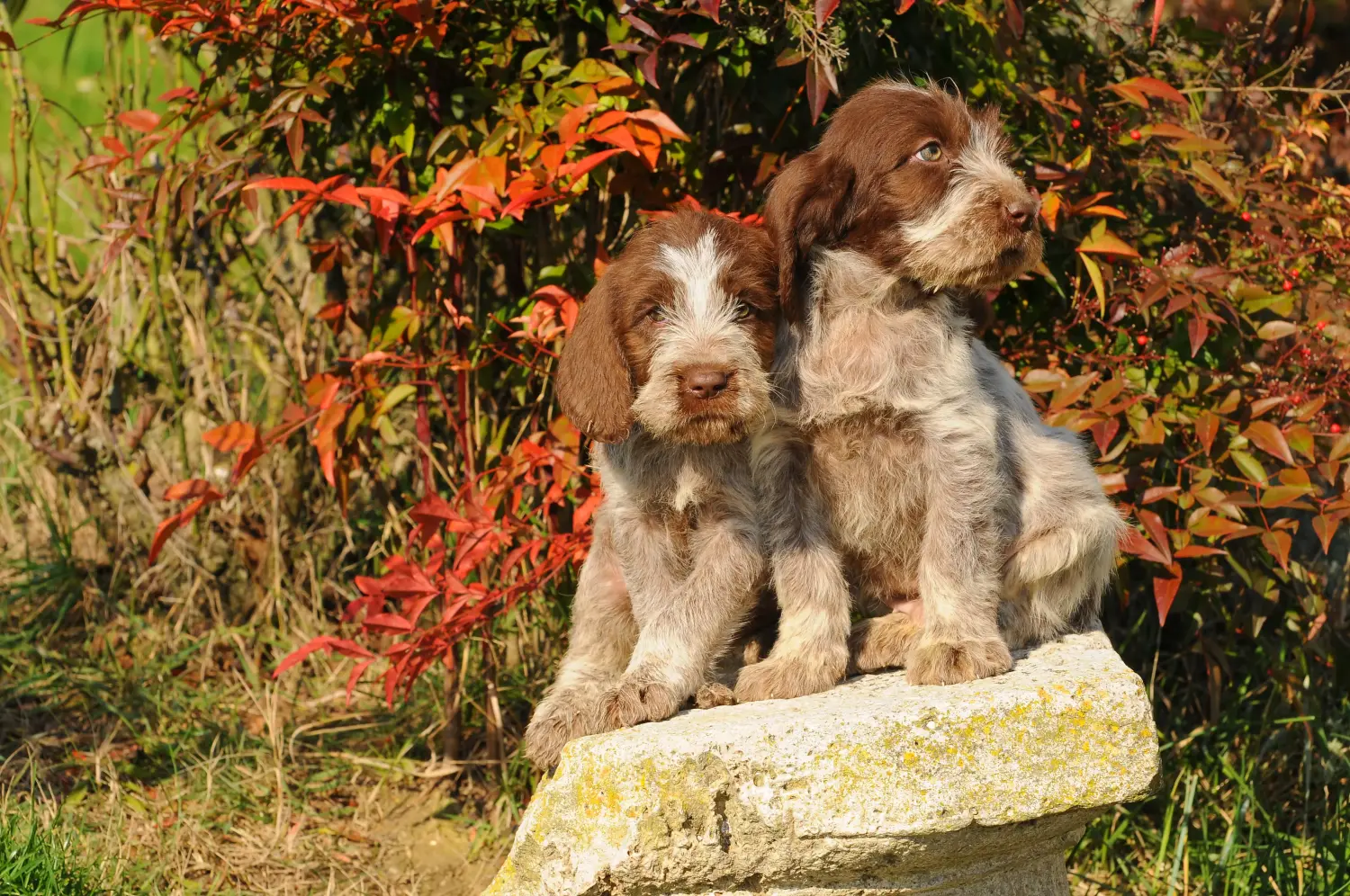 Buying a Spinone Italiano puppy means taking responsibility! Buy Spinone Italiano puppies.