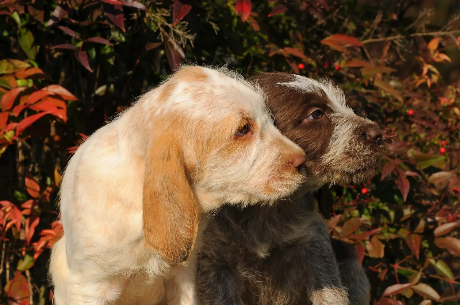 Buying a Spinone Italiano puppy means taking responsibility! Buy Spinone Italiano puppies.