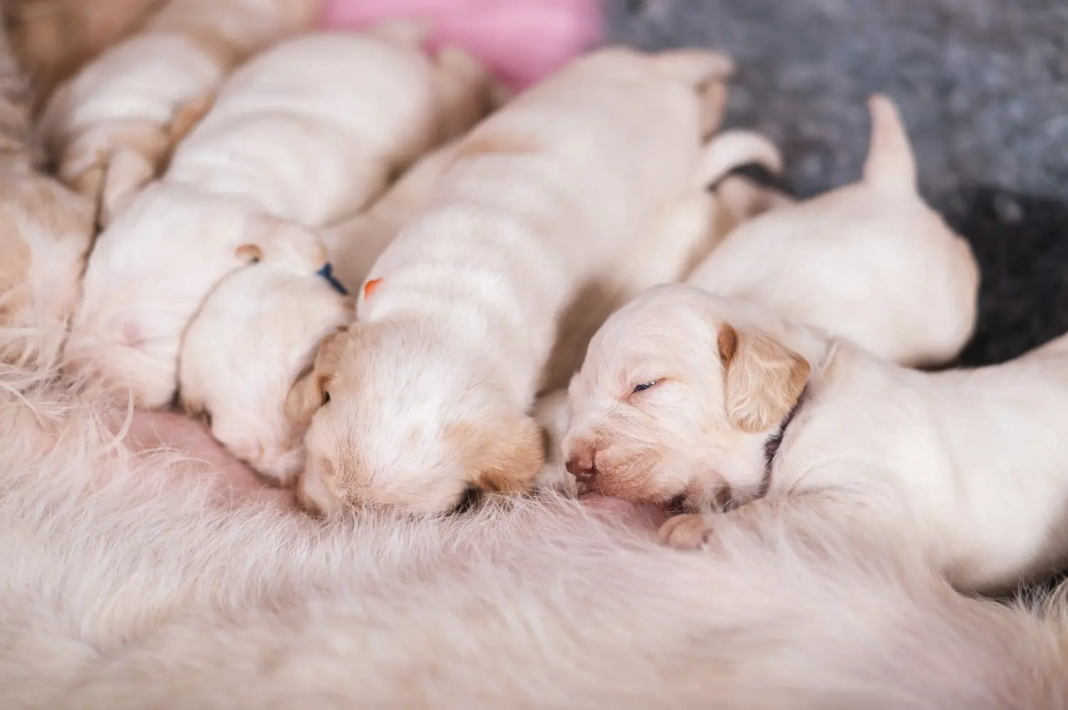 Buying a Spinone Italiano puppy means taking responsibility! Buy Spinone Italiano puppies.