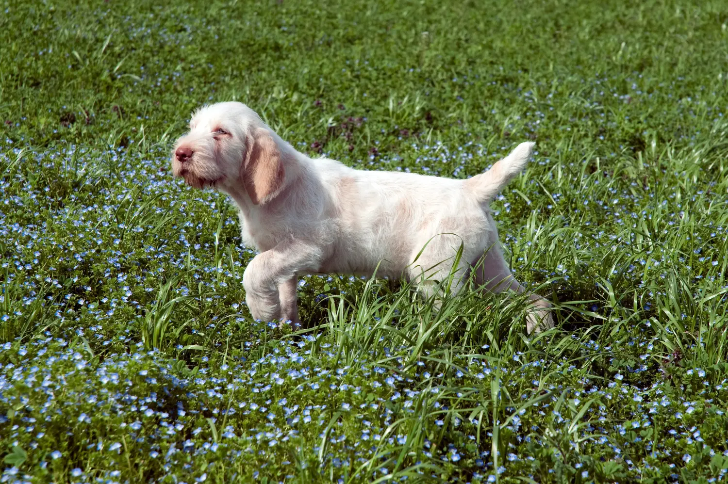 Buying a Spinone Italiano puppy means taking responsibility! Buy Spinone Italiano puppies.