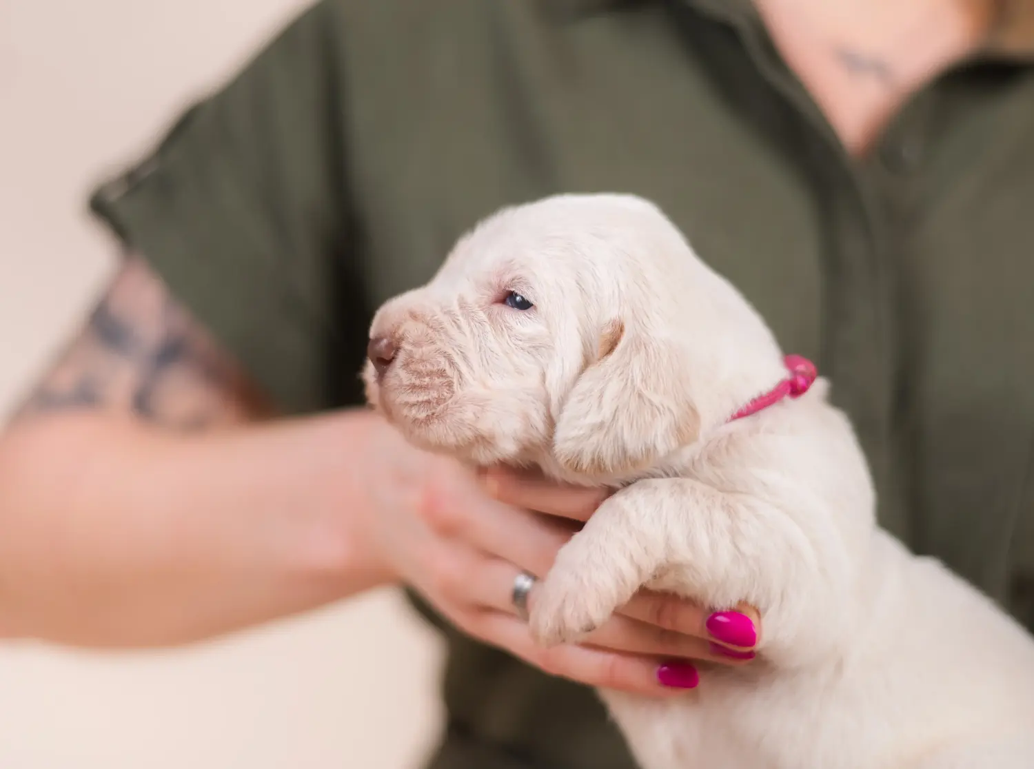 Buying a Spinone Italiano puppy means taking responsibility! Buy Spinone Italiano puppies.